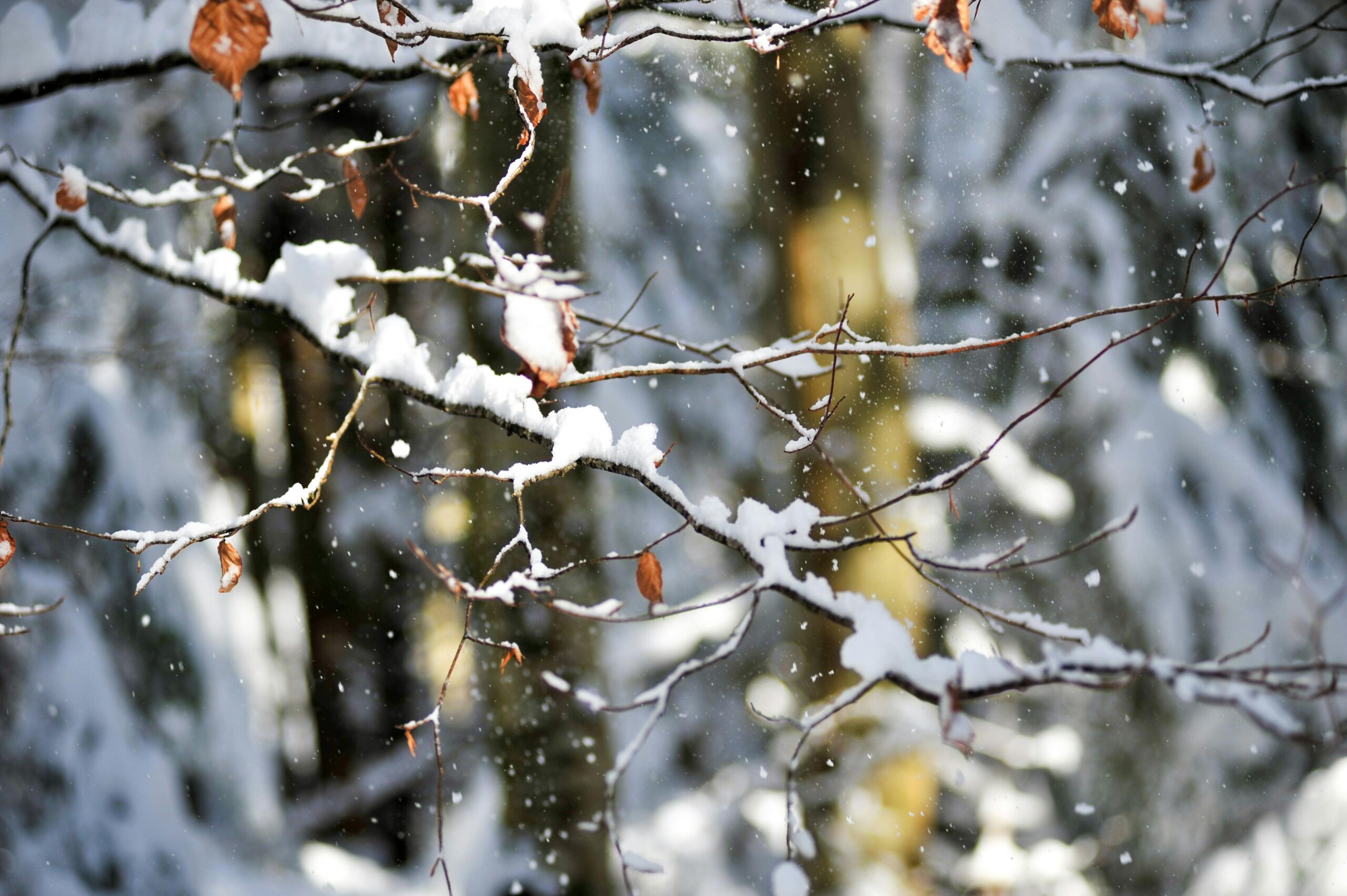 Hankkeen välikatsaus